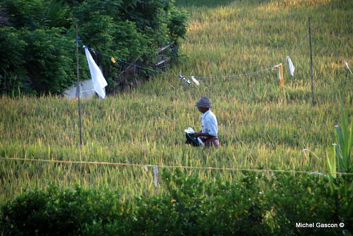 MGA92178.JPG - Paysan working the rice field